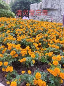 抗日之铁血八路封面