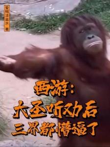重归万玄